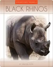 Black Rhinos