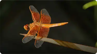 Dragonfly book