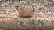 Prairie Dogs