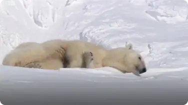 Mother Polar Bear and Cubs Emerging from Den - BBC Planet Earth book