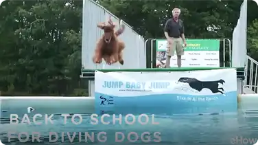 Back to School for Diving Dogs | American Dog With Victoria Stilwell book