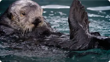 The Fantastic Fur of Sea Otters book