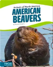American Beavers