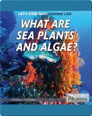 What Are Sea Plants and Algae?
