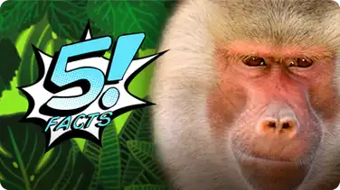 5 Facts About BABOONS You'll Go Bananas For | 5 FACTS book