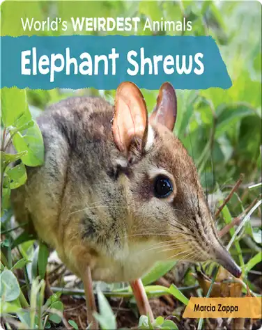 Elephant Shrews book