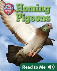 Homing Pigeons