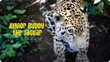 Gabby Wild and the Jaguars of the Belize Zoo book