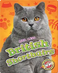 British Shorthairs