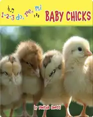 Baby Chicks