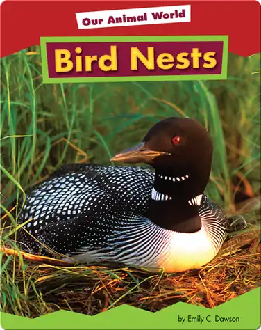 Bird Nests book