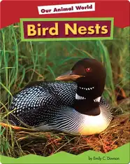 Bird Nests