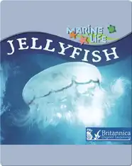 Jellyfish