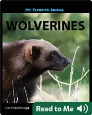 My Favorite Animal: Wolverines