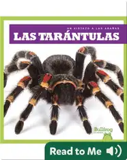 Las tarántulas