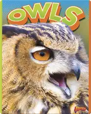 Owls