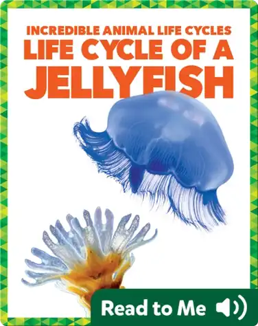 Life Cycle of a Jellyfish book