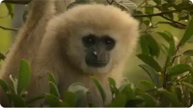Gibbons and Other Animals Call Out at Dawn book