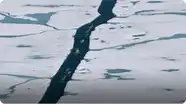 Narwhal Traverse the Thawing Arctic Sea