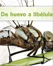 De huevo a libélula