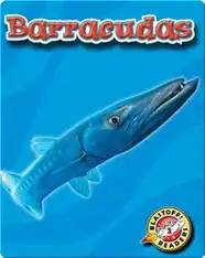 Barracudas: Oceans Alive