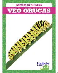 Insectos en tu jardín: Veo orugas