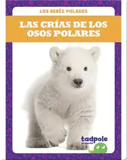 Las crías de los osos polares