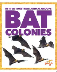 Bat Colonies