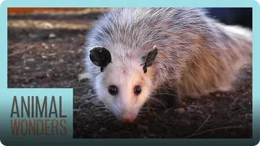 Meet and Greet: Ophelia the Opossum! book