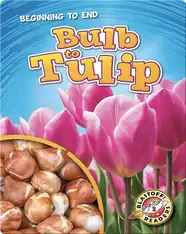 Bulb to Tulip