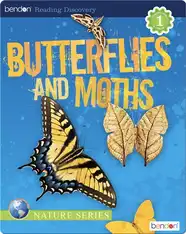 Butterflies and Moths