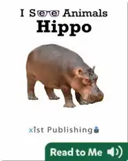 I See Animals: Hippo