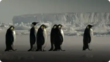 The Wonder of Animals: How Does a Penguin Launch Itself From the Sea? book