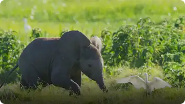 Spy In The Wild: Baby Elephant Misbehaves and Gets Left Behind book