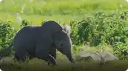 Spy In The Wild: Baby Elephant Misbehaves and Gets Left Behind