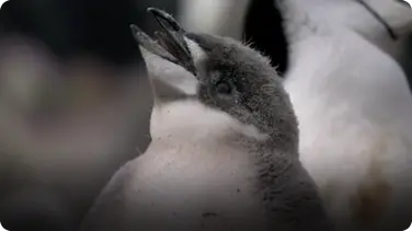 BBC Life: Chinstrap Penguins book