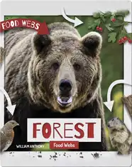 Forest Food Webs