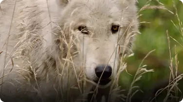 Female Gray Wolves Are The Leaders of their Packs book