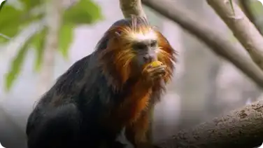 Meet Zoey and Cilantro, Two of the Cutest Tamarin Monkeys book