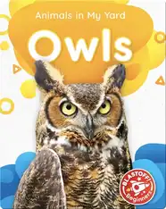 Animals in My Yard: Owls
