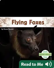 Spooky Animals: Flying Foxes