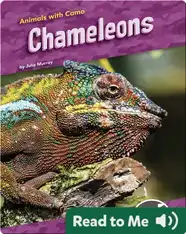 Animals with Camo: Chameleons