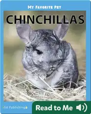 My Favorite Pet: Chinchillas