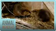 Baby Beaver Gets A Friend!