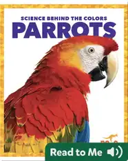 Science Behind the Colors: Parrots
