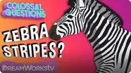 Colossal Questions: Why Do Zebras Have Stripes?