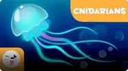 Smile and Learn Animals: Cnidarians