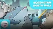 Kolitas Nature: The North Pole