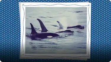 Curiosity Camp: How Can Coding Save Orca Whales? book