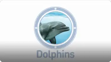 Amazing Animals: Dolphins book